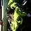 gloomycats gloomycats
